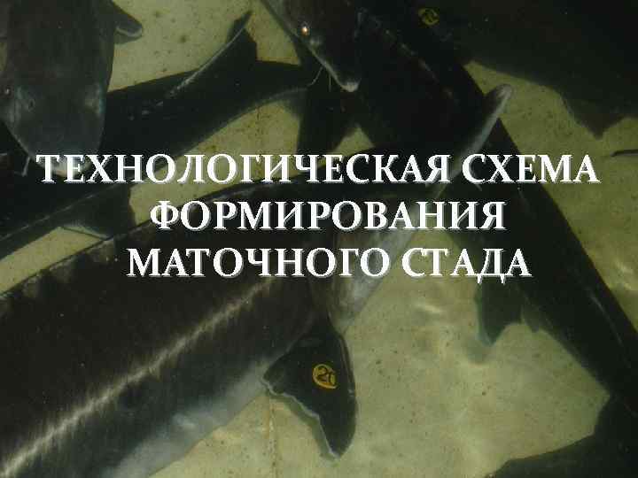 ТЕХНОЛОГИЧЕСКАЯ СХЕМА ФОРМИРОВАНИЯ МАТОЧНОГО СТАДА 