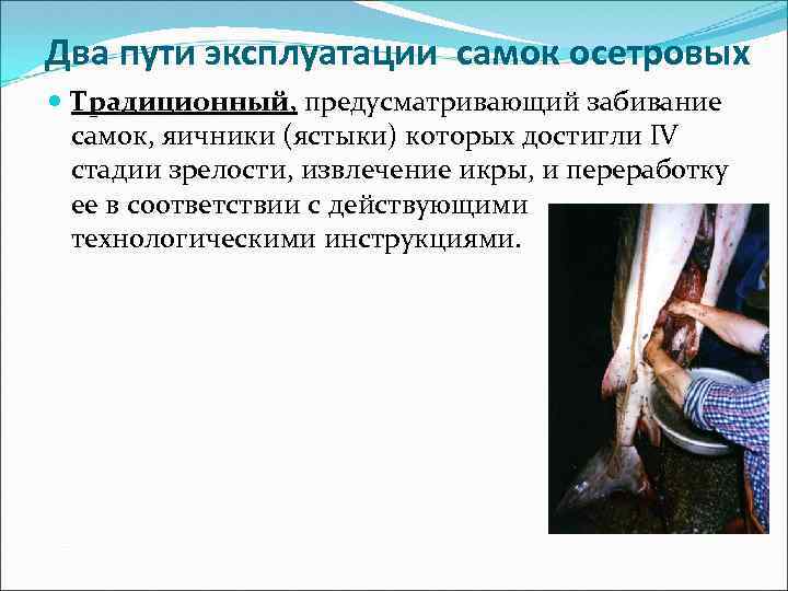 Два пути эксплуатации самок осетровых Традиционный, предусматривающий забивание самок, яичники (ястыки) которых достигли IV