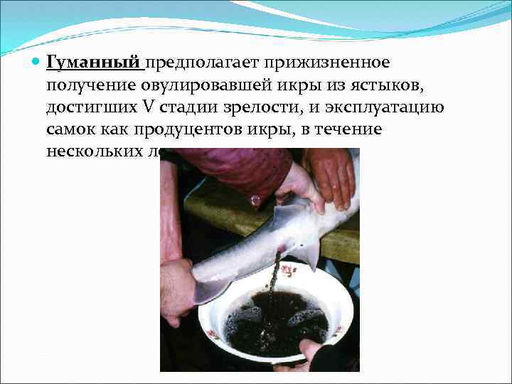  Гуманный предполагает прижизненное получение овулировавшей икры из ястыков, достигших V стадии зрелости, и