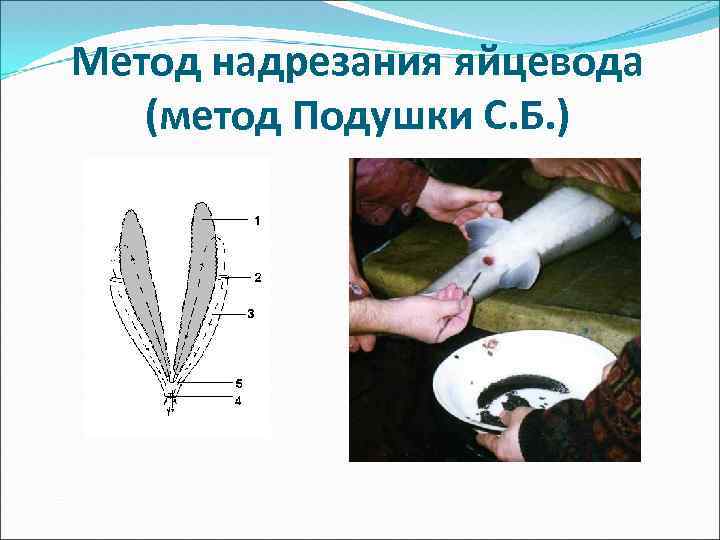 Метод надрезания яйцевода (метод Подушки С. Б. ) 