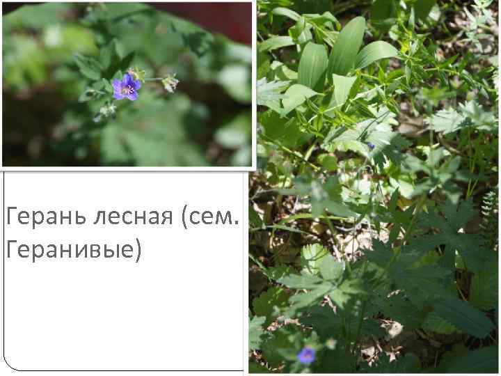Герань лесная (сем. Геранивые) 