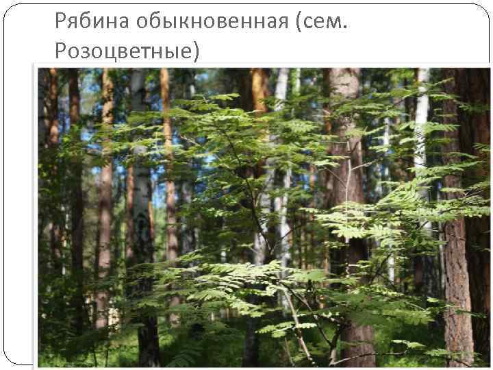 Рябина обыкновенная (сем. Розоцветные) 