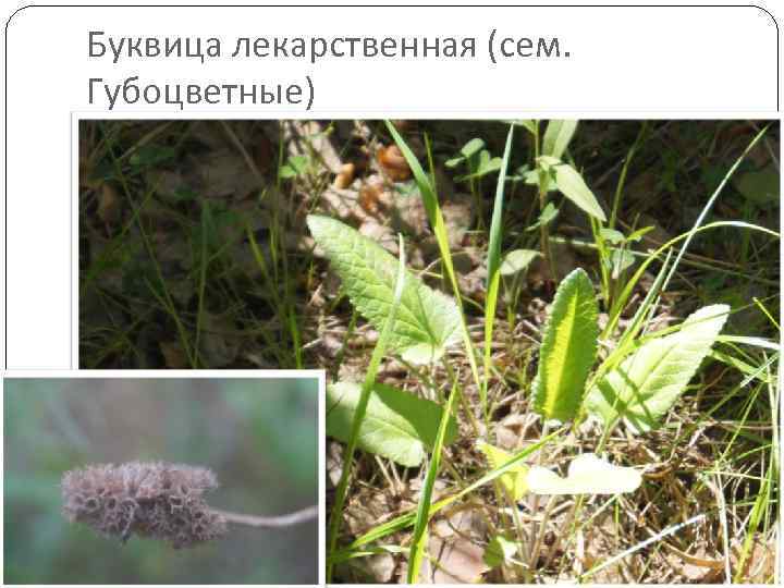 Буквица лекарственная (сем. Губоцветные) 