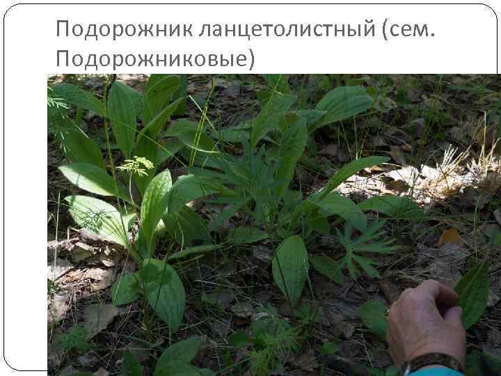 Подорожник ланцетолистный (сем. Подорожниковые) 