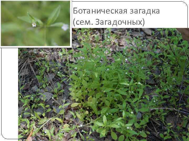 Ботаническая загадка (сем. Загадочных) 