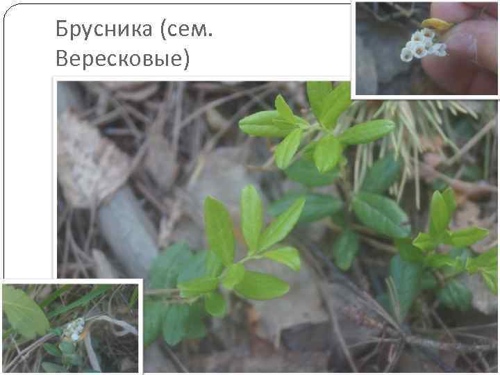Брусника (сем. Вересковые) 