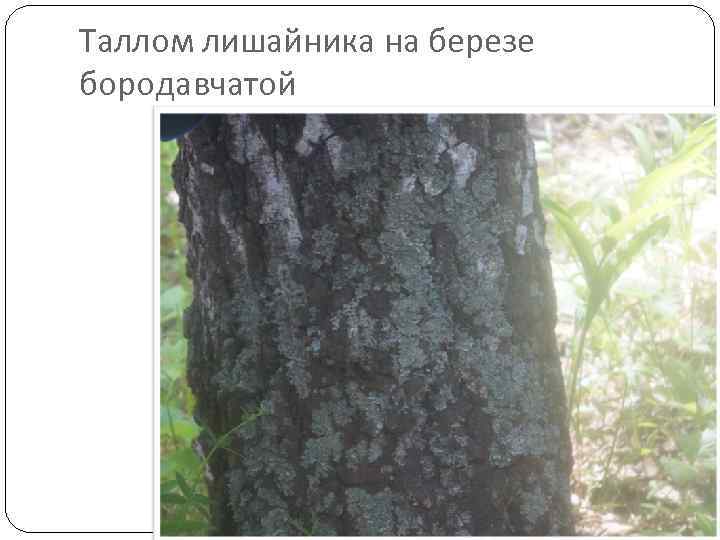 Таллом лишайника на березе бородавчатой 