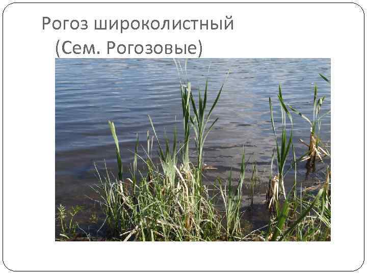 Рогоз широколистный (Сем. Рогозовые) 