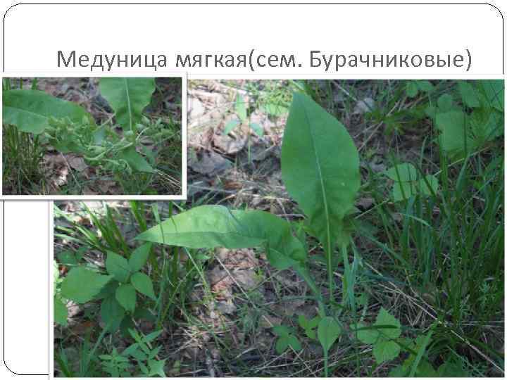 Медуница мягкая(сем. Бурачниковые) 