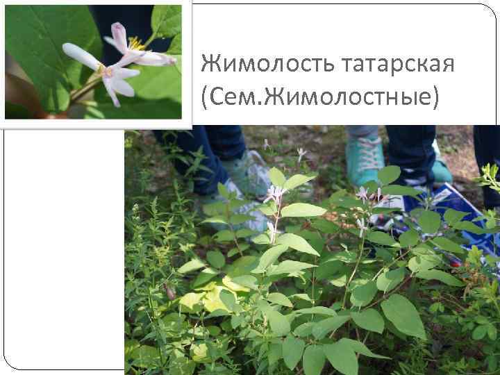 Жимолость татарская (Сем. Жимолостные) 