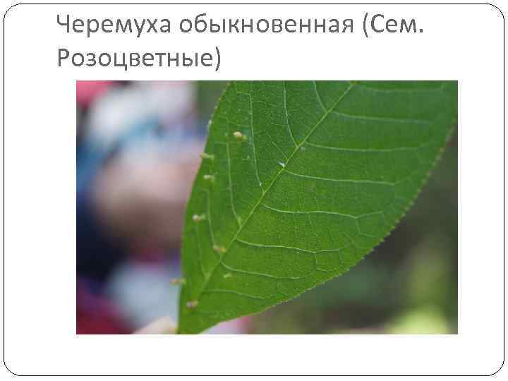 Черемуха обыкновенная (Сем. Розоцветные) 