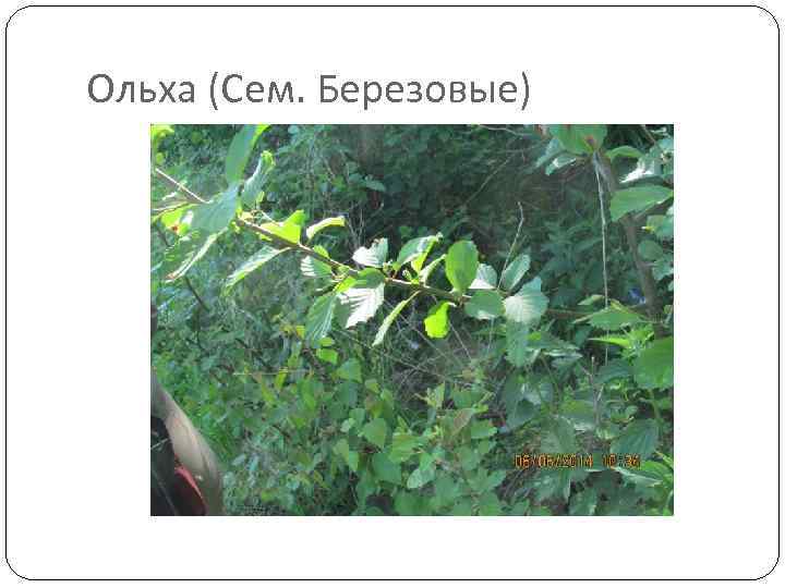 Ольха (Сем. Березовые) 