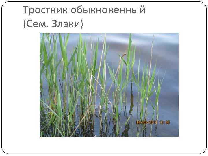 Тростник обыкновенный (Сем. Злаки) 