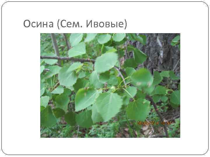 Осина (Сем. Ивовые) 