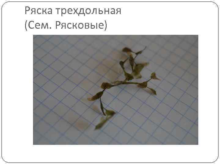 Ряска трехдольная (Сем. Рясковые) 