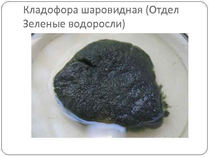 Кладофора шаровидная (Отдел Зеленые водоросли) 