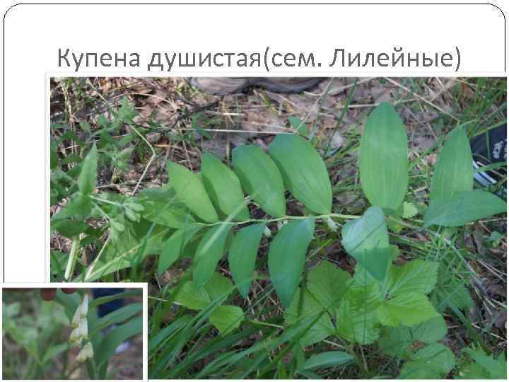 Купена душистая(сем. Лилейные) 