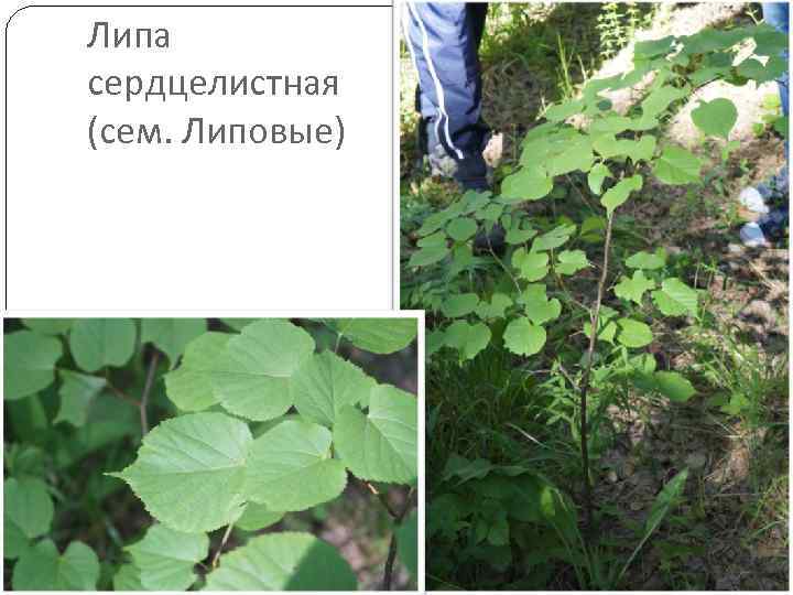 Липа сердцелистная (сем. Липовые) 