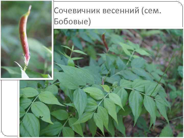 Сочевичник весенний (сем. Бобовые) 