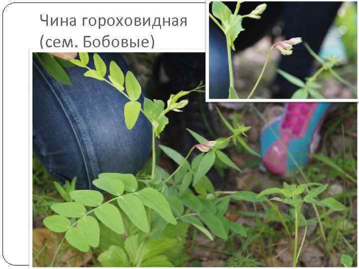 Чина гороховидная (сем. Бобовые) 