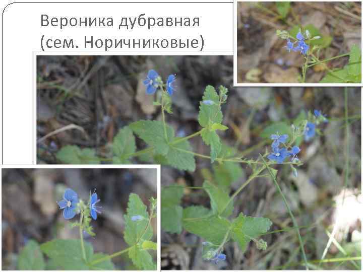 Вероника дубравная (сем. Норичниковые) 