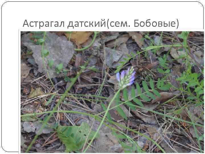 Астрагал датский(сем. Бобовые) 