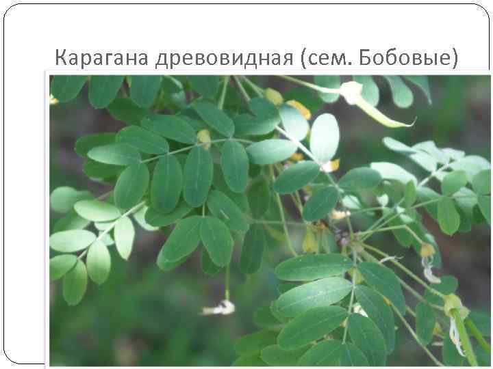 Карагана древовидная (сем. Бобовые) 