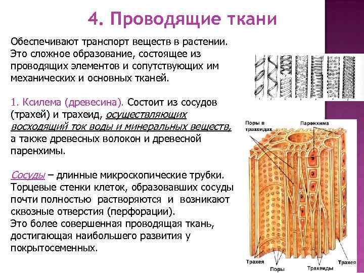 4. Проводящие ткани Обеспечивают транспорт веществ в растении. Это сложное образование, состоящее из проводящих