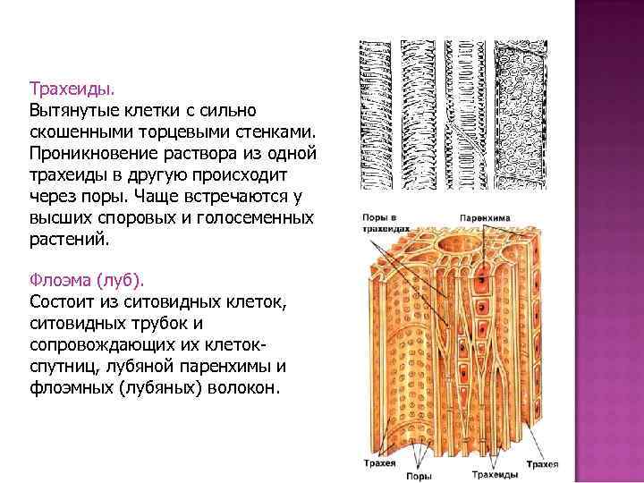 В клетках какой растительной ткани происходит образование. Пористые трахеиды. Трахеиды у голосеменных. Трахеиды кипарисовых. Трахеиды ткань Электронограмма.