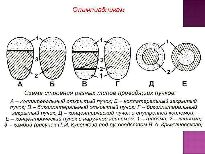 Олимпиадникам 