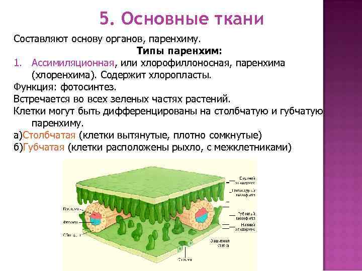 Вывод растительные ткани