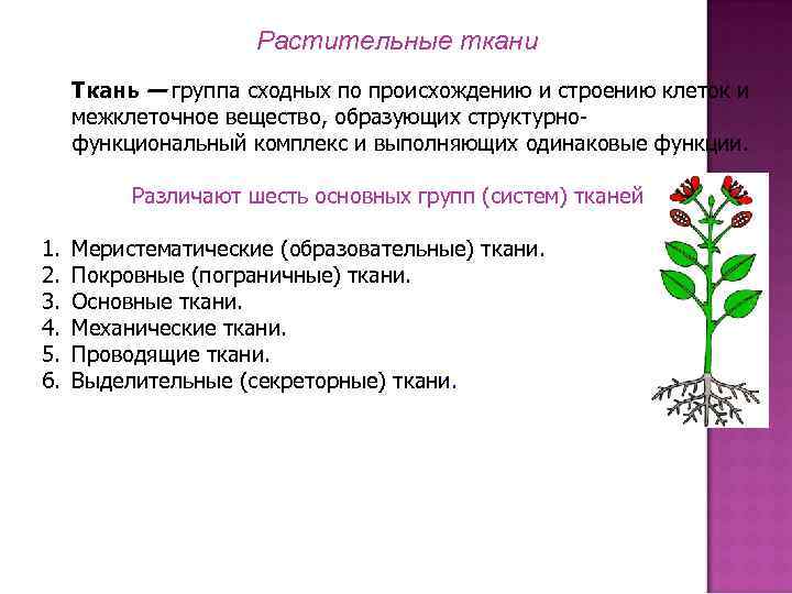 Растительные ткани Ткань — группа сходных по происхождению и строению клеток и межклеточное вещество,