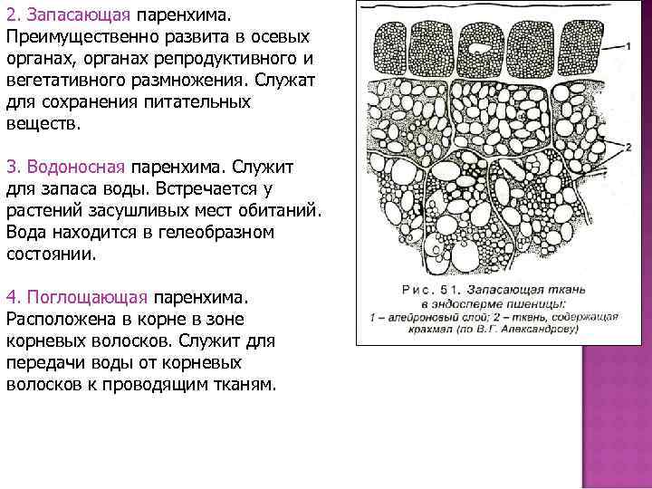 Строение паренхимы