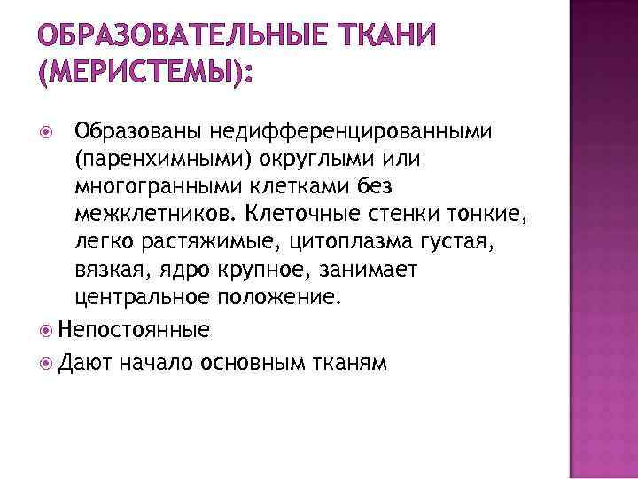 ОБРАЗОВАТЕЛЬНЫЕ ТКАНИ (МЕРИСТЕМЫ): Образованы недифференцированными (паренхимными) округлыми или многогранными клетками без межклетников. Клеточные стенки