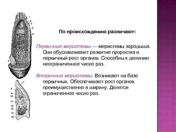 По происхождению различают: Первичные меристемы — меристемы зародыша. Они обуславливают развитие проростка и первичный