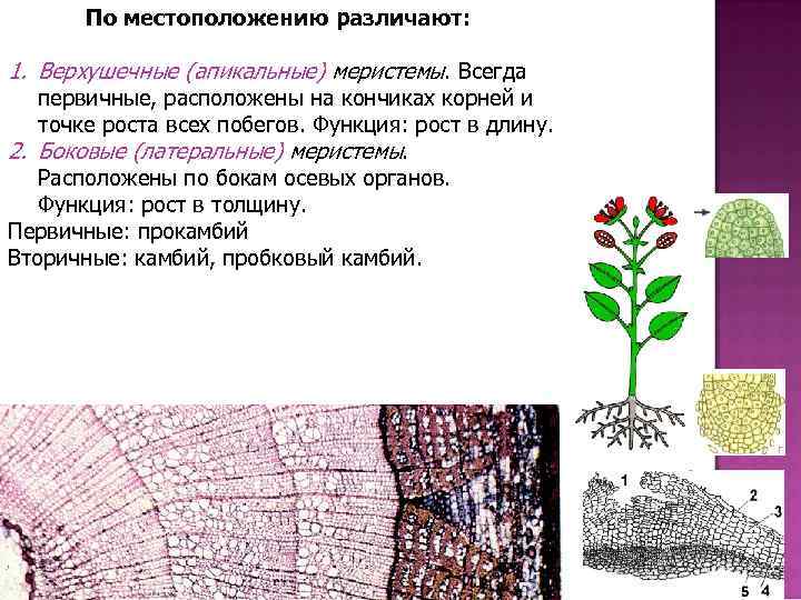 1 и 2 меристемы. Меристема ткани растений. Камбий вторичная меристема. Верхушечная меристема функции. Апикальная меристема строение.