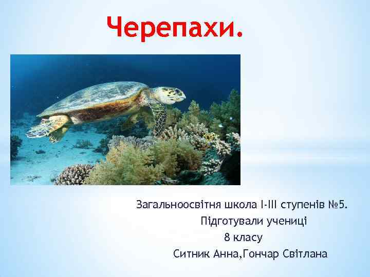 Черепахи. Загальноосвітня школа І-ІІІ ступенів № 5. Підготували учениці 8 класу Ситник Анна, Гончар