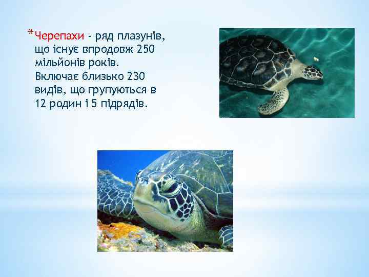 *Черепахи - ряд плазунів, що існує впродовж 250 мільйонів років. Включає близько 230 видів,