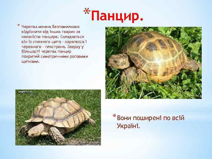 * Черепах можна безпомилково *Панцир. відрізнити від інших тварин за наявністю панцира. Складається він