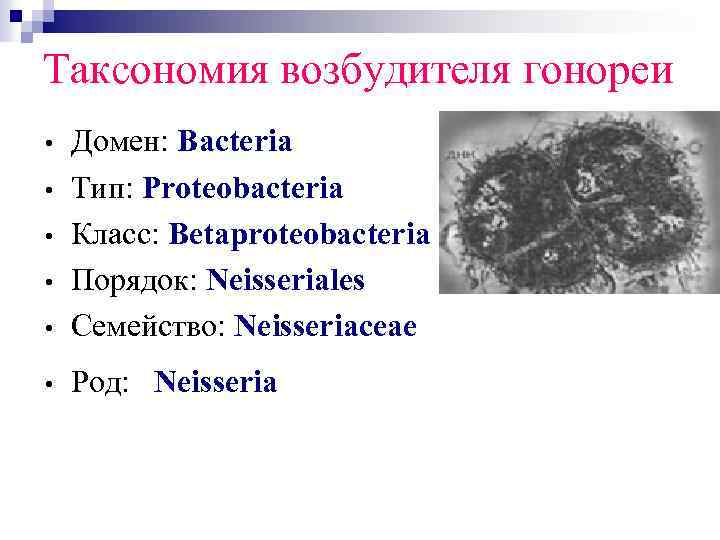 Таксономия возбудителя гонореи • Домен: Bacteria Тип: Proteobacteria Класс: Betaproteobacteria Порядок: Neisseriales Семейство: Neisseriaceae