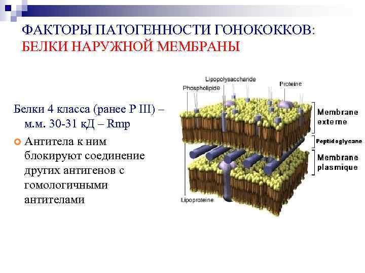 ФАКТОРЫ ПАТОГЕННОСТИ ГОНОКОККОВ: БЕЛКИ НАРУЖНОЙ МЕМБРАНЫ Белки 4 класса (ранее P III) – м.