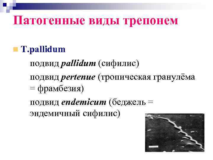 Патогенные виды трепонем T. pallidum подвид pallidum (сифилис) – подвид pertenue (тропическая гранулёма =