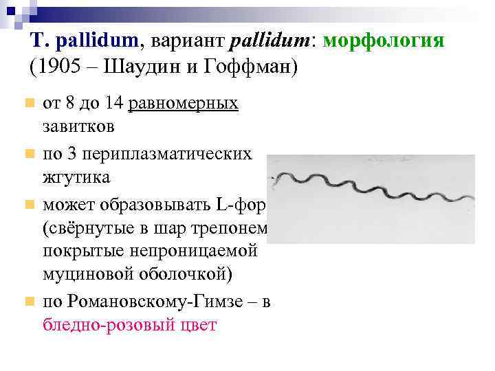 T. pallidum, вариант pallidum: морфология (1905 – Шаудин и Гоффман) от 8 до 14