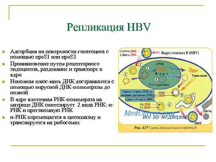 Репликация HBV n n n Адсорбция на поверхности гепатоцита с помощью пре. S 1