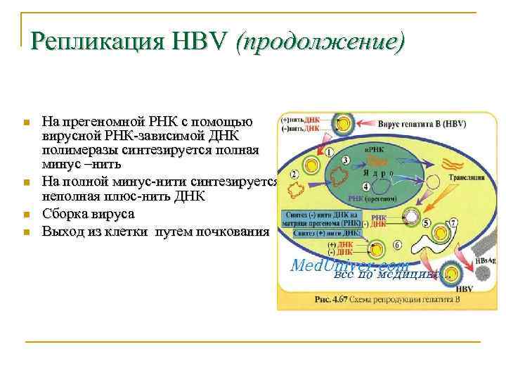 Репликация HBV (продолжение) n n На прегеномной РНК с помощью вирусной РНК-зависимой ДНК полимеразы