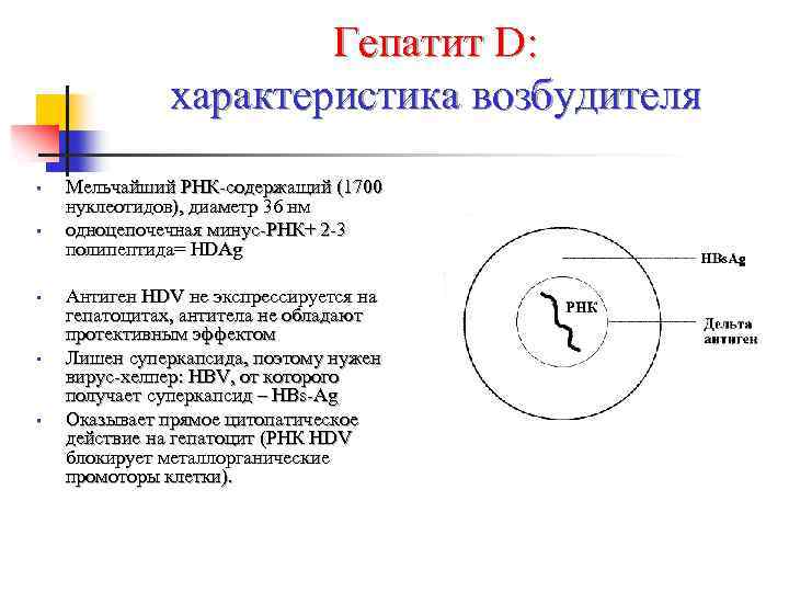 Гепатит D: характеристика возбудителя • • • Мельчайший РНК-содержащий (1700 нуклеотидов), диаметр 36 нм