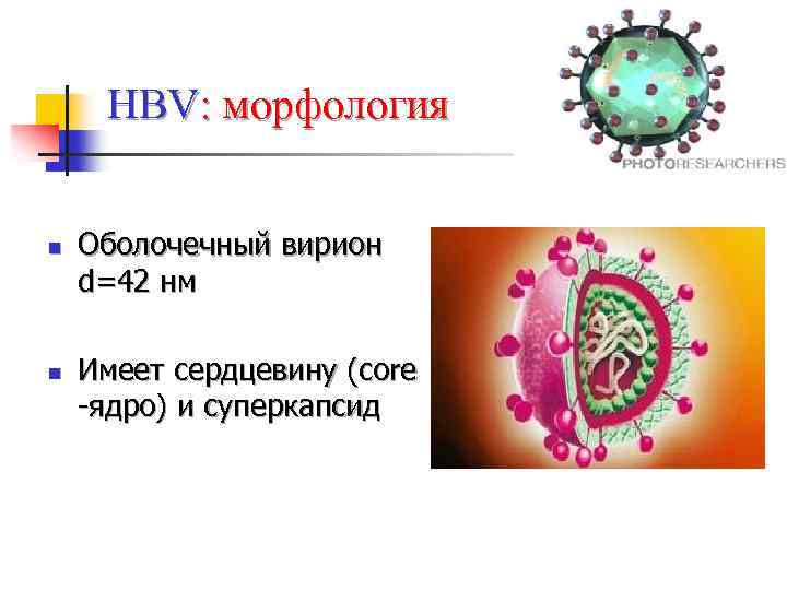 HBV: морфология n n Оболочечный вирион d=42 нм Имеет сердцевину (core -ядро) и суперкапсид