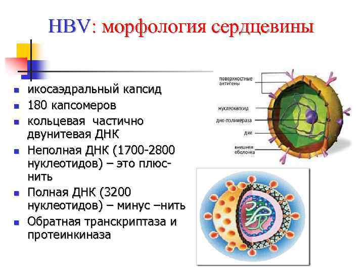 HBV: морфология сердцевины n n n икосаэдральный капсид 180 капсомеров кольцевая частично двунитевая ДНК