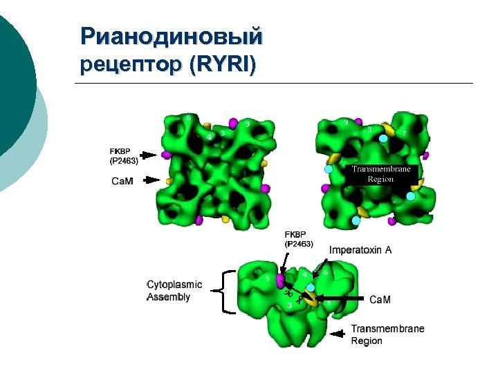 Рианодиновый рецептор (RYRI) 