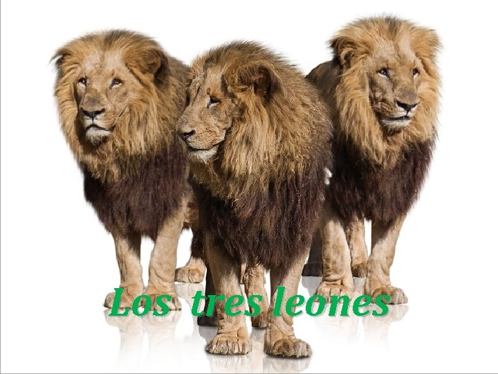 Los tres leones 